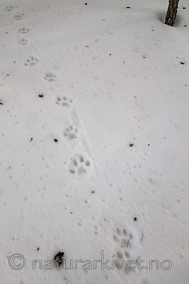 BB 11 0471 / Lynx lynx / Gaupe